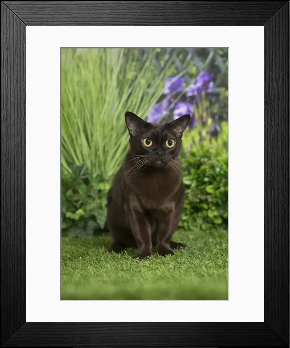 Framed Print : Picture No. 11807889 Framed Print : Picture No. 11807889