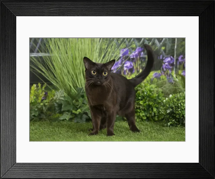 Framed Print : Picture No. 11807890 Framed Print : Picture No. 11807890