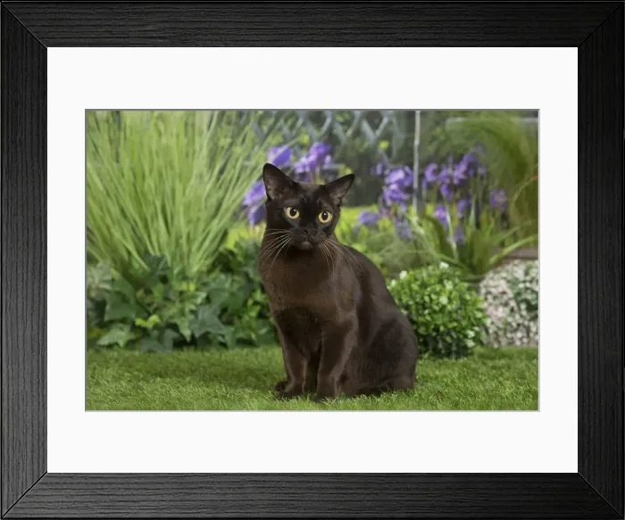 Framed Print : Picture No. 11807891 Framed Print : Picture No. 11807891