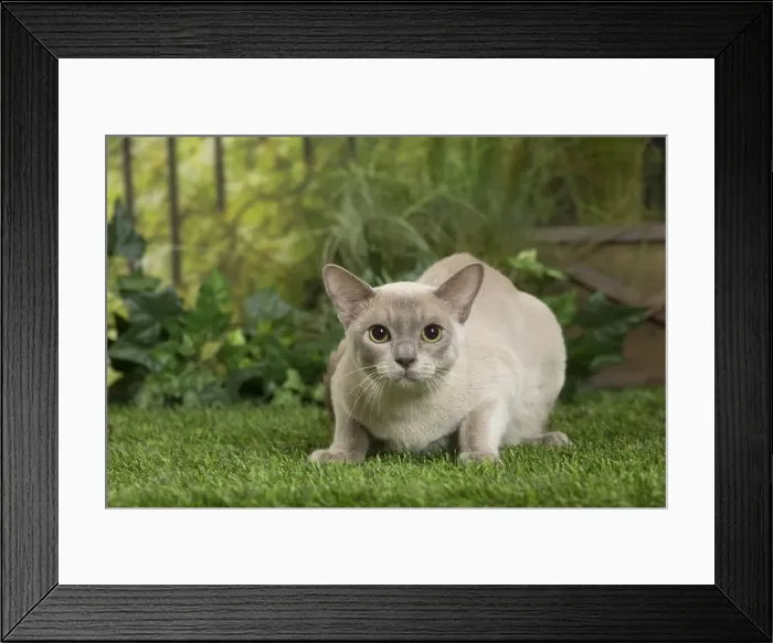 Framed Print : Picture No. 11807892 Framed Print : Picture No. 11807892