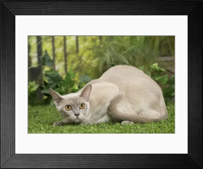 Framed Print : Picture No. 11807893 Framed Print : Picture No. 11807893
