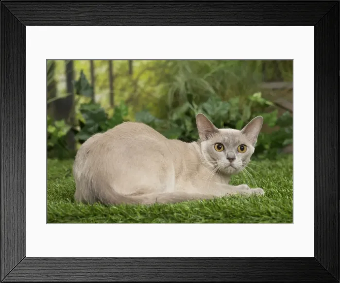 Framed Print : Picture No. 11807894