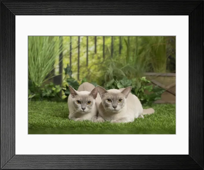 Framed Print : Picture No. 11807895 Framed Print : Picture No. 11807895