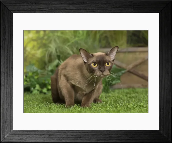 Framed Print : Picture No. 11807897 Framed Print : Picture No. 11807897