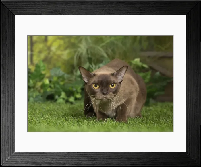 Framed Print : Picture No. 11807898 Framed Print : Picture No. 11807898