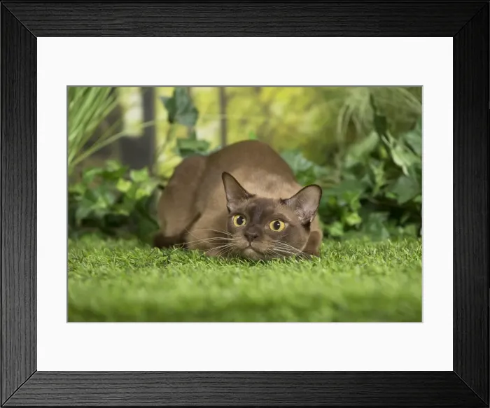 Framed Print : Picture No. 11807900 Framed Print : Picture No. 11807900