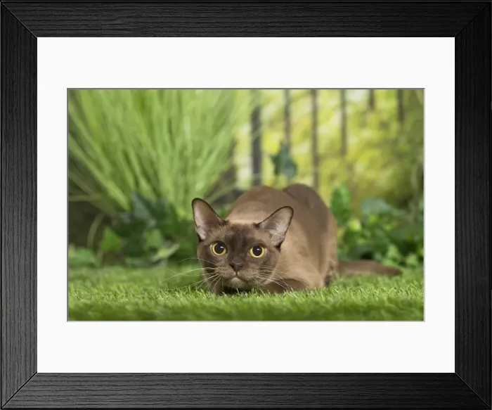 Framed Print : Picture No. 11807902 Framed Print : Picture No. 11807902