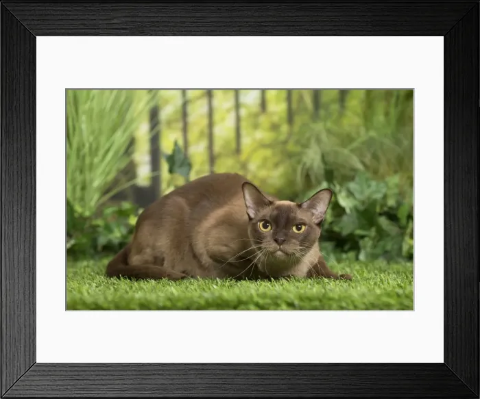 Framed Print : Picture No. 11807901 Framed Print : Picture No. 11807901