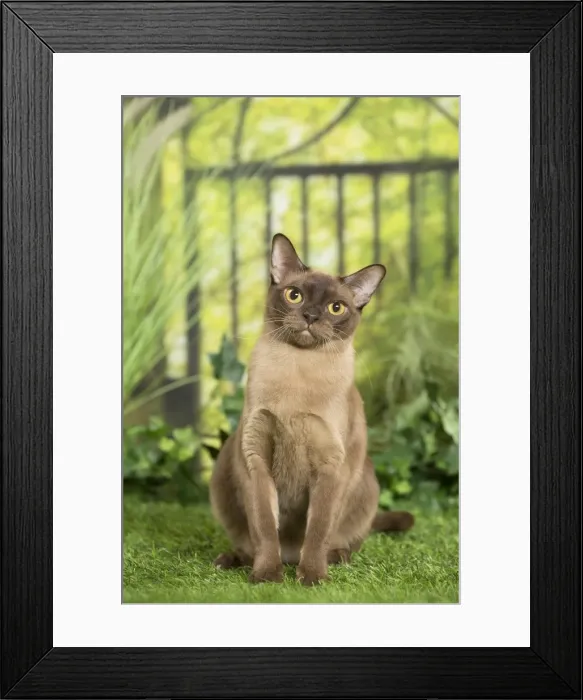 Framed Print : Picture No. 11807903 Framed Print : Picture No. 11807903