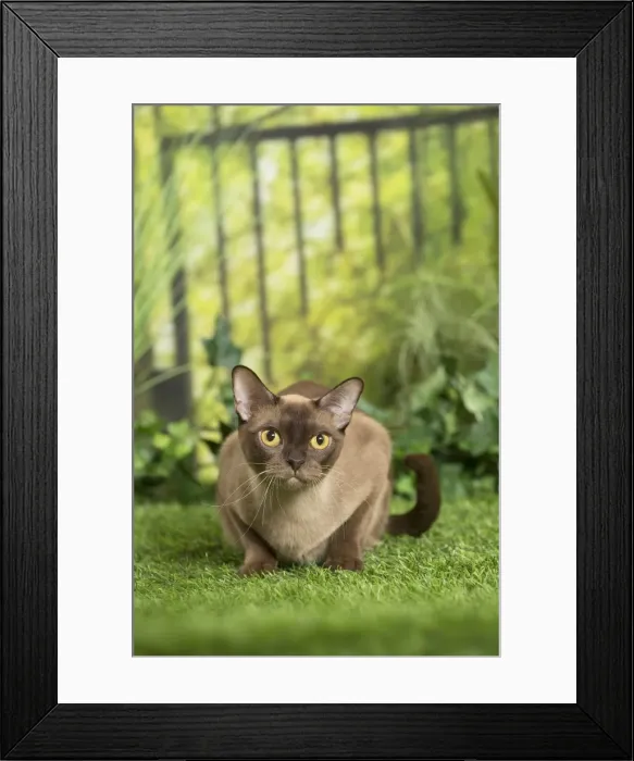 Framed Print : Picture No. 11807904 Framed Print : Picture No. 11807904