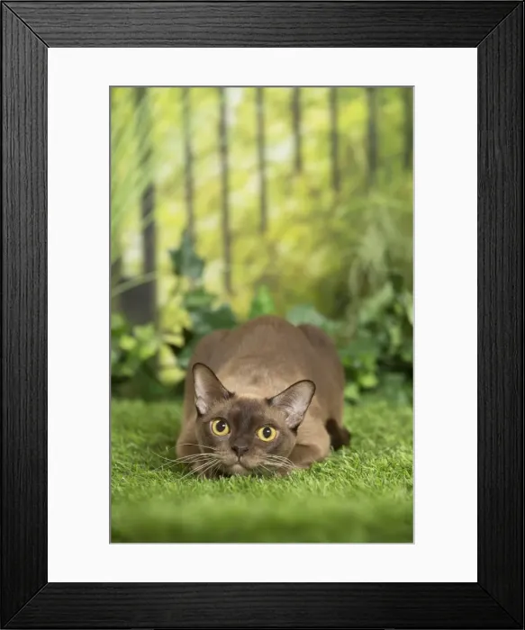 Framed Print : Picture No. 11807905 Framed Print : Picture No. 11807905