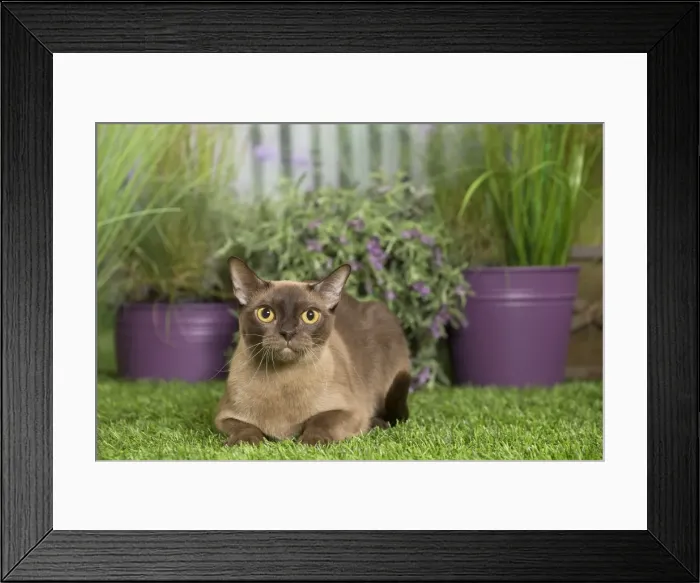 Framed Print : Picture No. 11807906 Framed Print : Picture No. 11807906