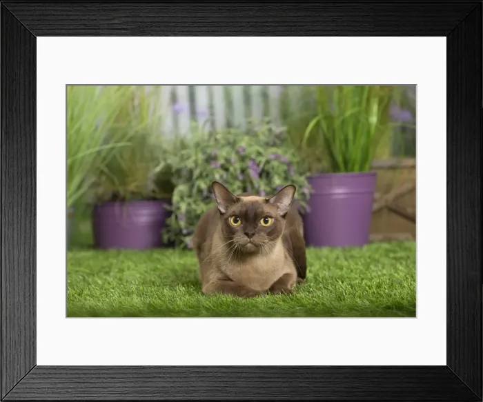 Framed Print : Picture No. 11807907 Framed Print : Picture No. 11807907