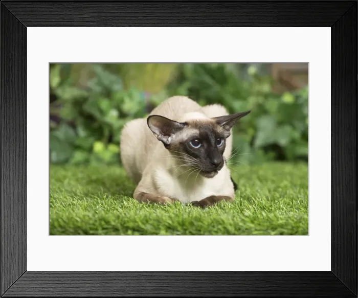 Framed Print : Picture No. 11807908 Framed Print : Picture No. 11807908