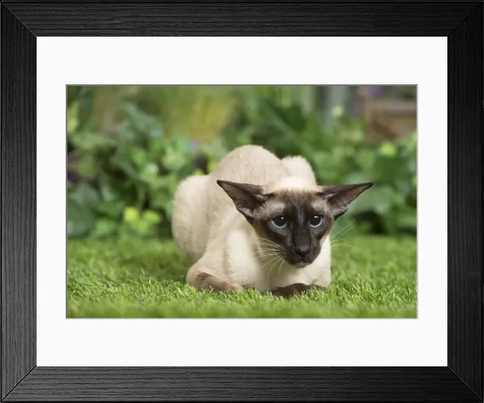 Framed Print : Picture No. 11807909 Framed Print : Picture No. 11807909