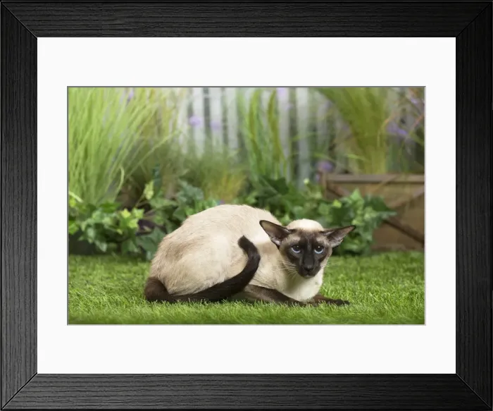 Framed Print : Picture No. 11807910 Framed Print : Picture No. 11807910