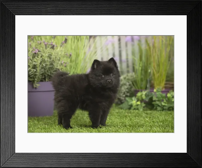 Framed Print : Picture No. 11807911 Framed Print : Picture No. 11807911