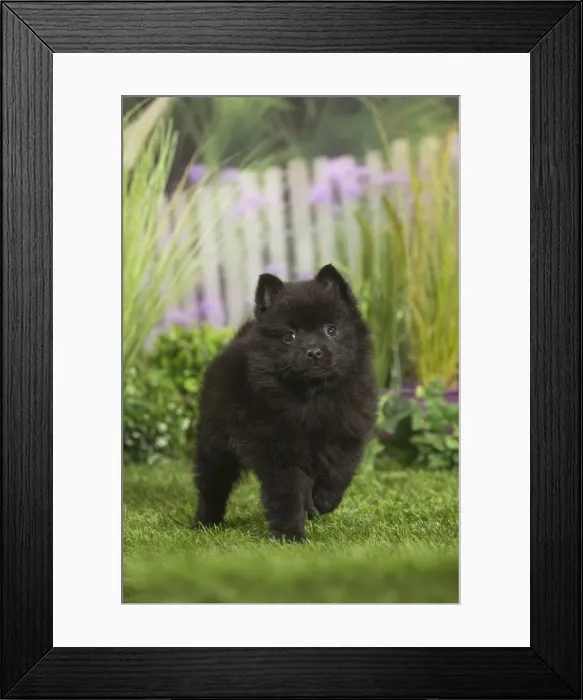 Framed Print : Picture No. 11807912 Framed Print : Picture No. 11807912