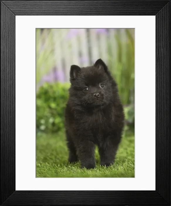 Framed Print : Picture No. 11807913 Framed Print : Picture No. 11807913