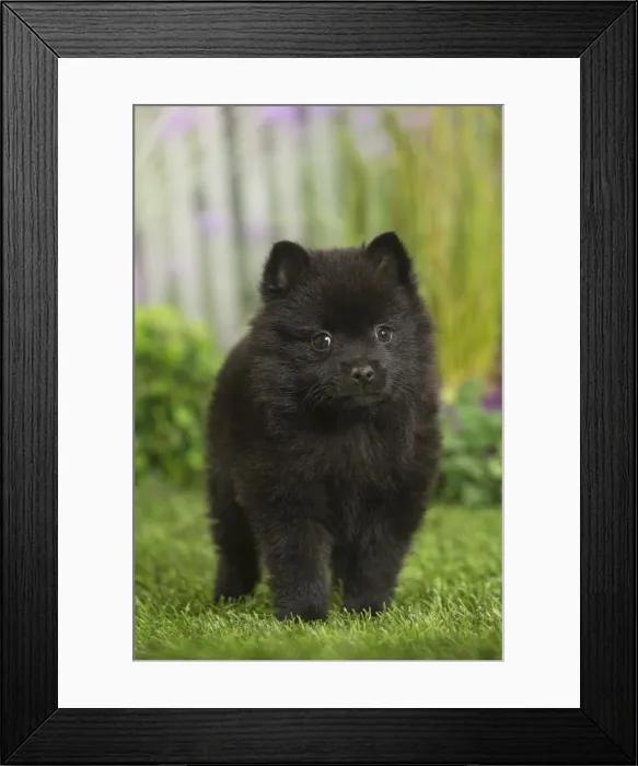 Framed Print : Picture No. 11807914 Framed Print : Picture No. 11807914