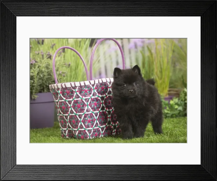 Framed Print : Picture No. 11807915 Framed Print : Picture No. 11807915