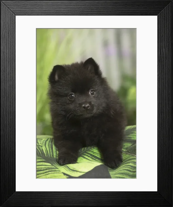 Framed Print : Picture No. 11807916 Framed Print : Picture No. 11807916