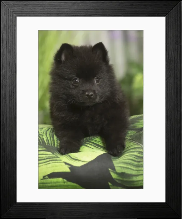 Framed Print : Picture No. 11807917 Framed Print : Picture No. 11807917