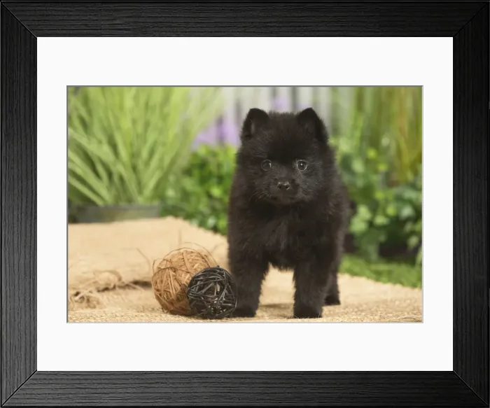 Framed Print : Picture No. 11807918 Framed Print : Picture No. 11807918