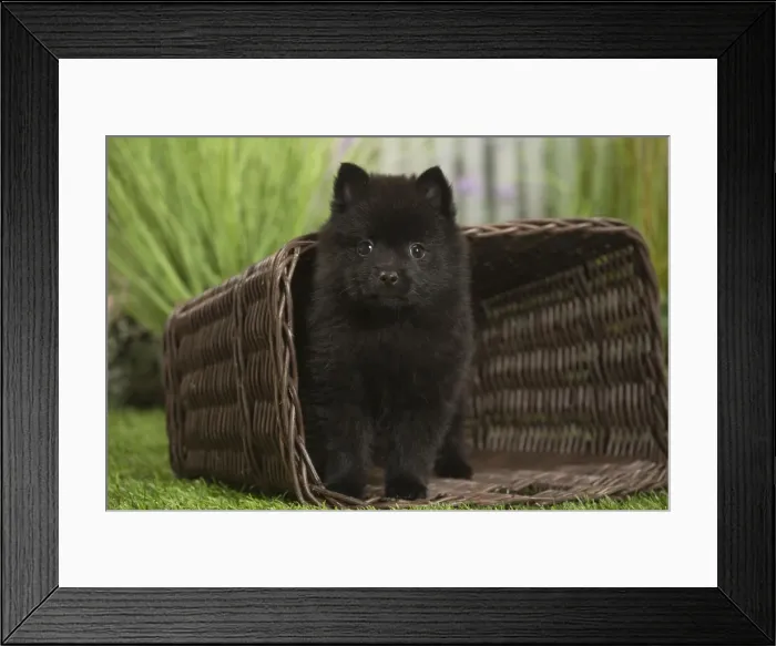 Framed Print : Picture No. 11807919 Framed Print : Picture No. 11807919