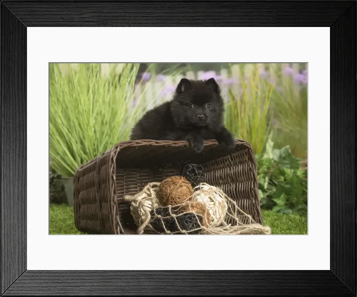 Framed Print : Picture No. 11807920 Framed Print : Picture No. 11807920