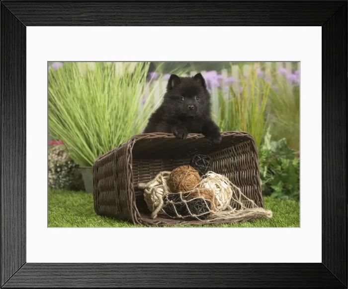 Framed Print : Picture No. 11807921 Framed Print : Picture No. 11807921