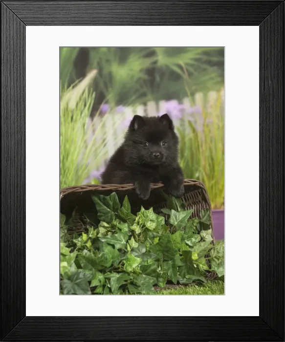Framed Print : Picture No. 11807922 Framed Print : Picture No. 11807922