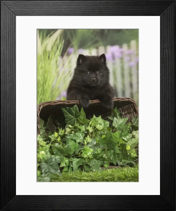 Framed Print : Picture No. 11807923 Framed Print : Picture No. 11807923