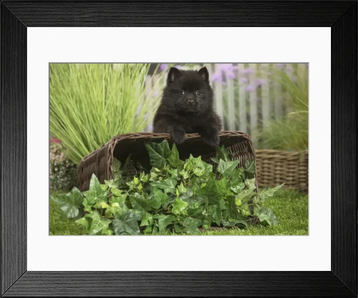 Framed Print : Picture No. 11807924 Framed Print : Picture No. 11807924