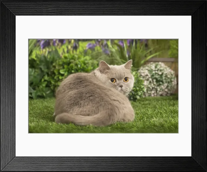 Framed Print : Picture No. 11807925 Framed Print : Picture No. 11807925