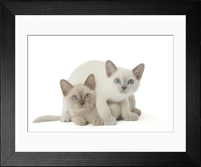 Framed Print : Picture No. 11807927 Framed Print : Picture No. 11807927