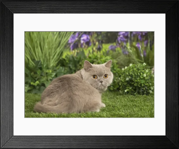 Framed Print : Picture No. 11807926 Framed Print : Picture No. 11807926