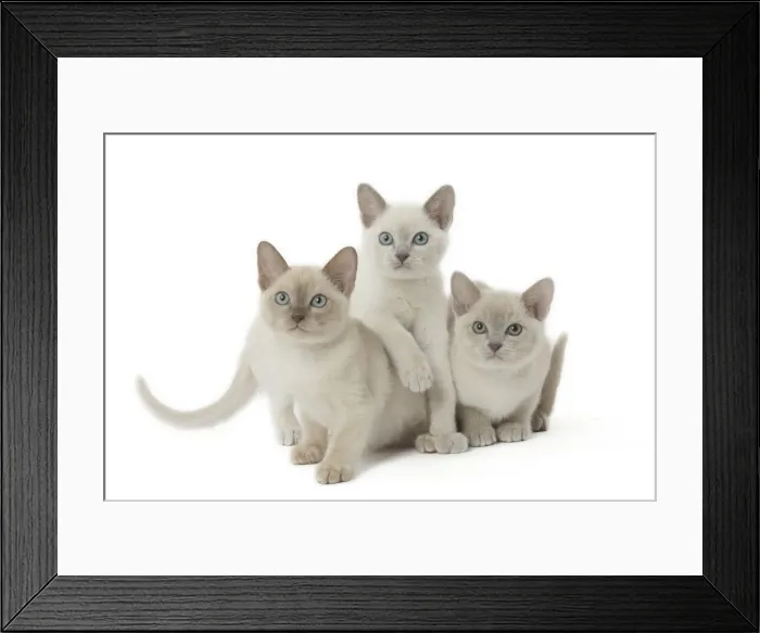 Framed Print : Picture No. 11807929