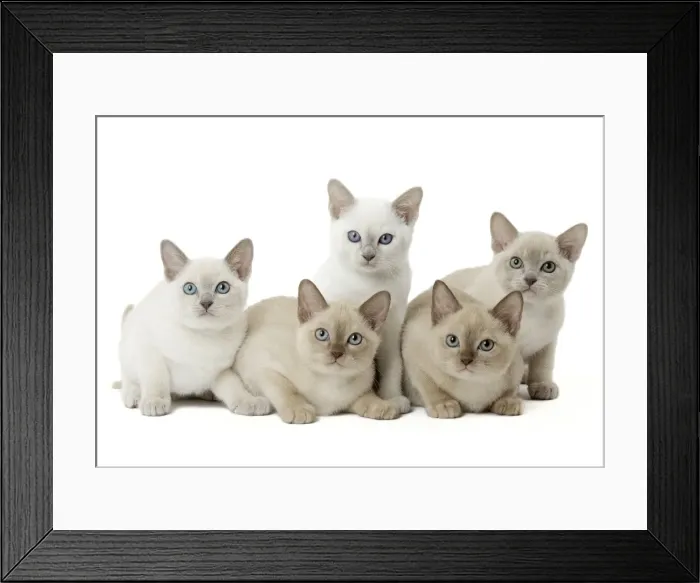 Framed Print : Picture No. 11807931 Framed Print : Picture No. 11807931
