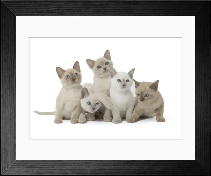 Framed Print : Picture No. 11807930 Framed Print : Picture No. 11807930