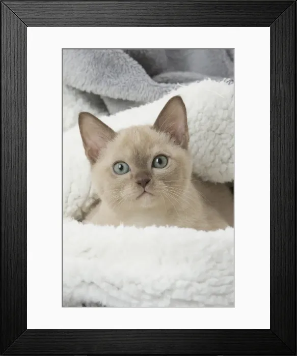 Framed Print : Picture No. 11807933 Framed Print : Picture No. 11807933