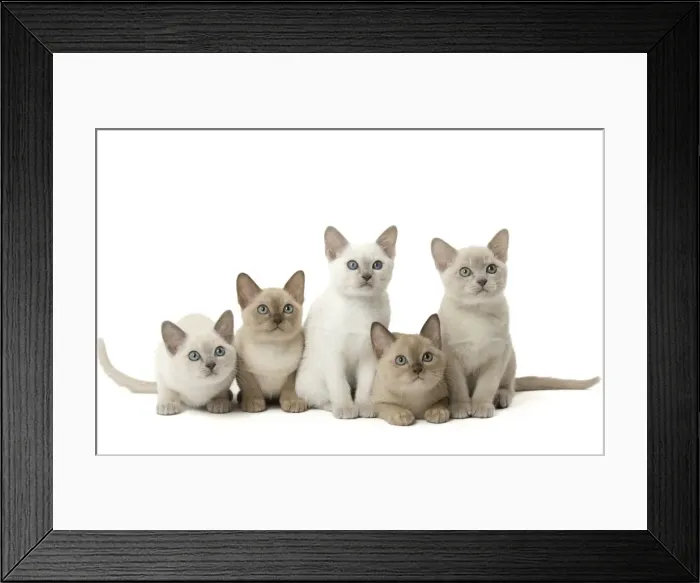 Framed Print : Picture No. 11807932 Framed Print : Picture No. 11807932