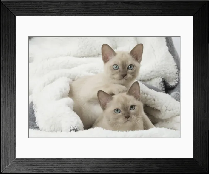 Framed Print : Picture No. 11807936 Framed Print : Picture No. 11807936