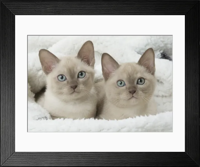 Framed Print : Picture No. 11807935 Framed Print : Picture No. 11807935