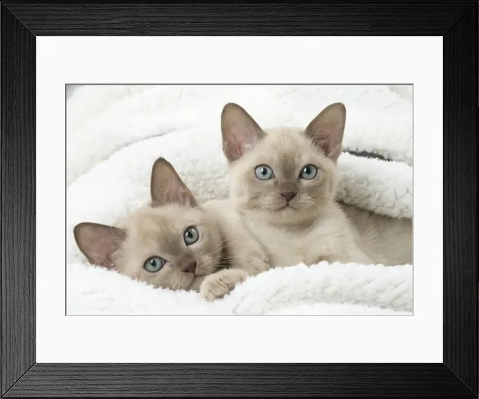 Framed Print : Picture No. 11807937 Framed Print : Picture No. 11807937
