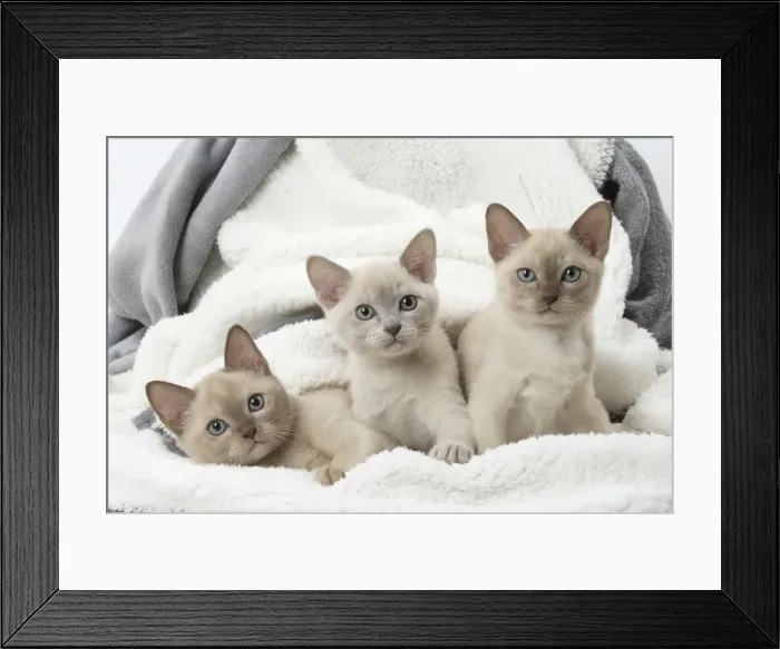 Framed Print : Picture No. 11807938 Framed Print : Picture No. 11807938