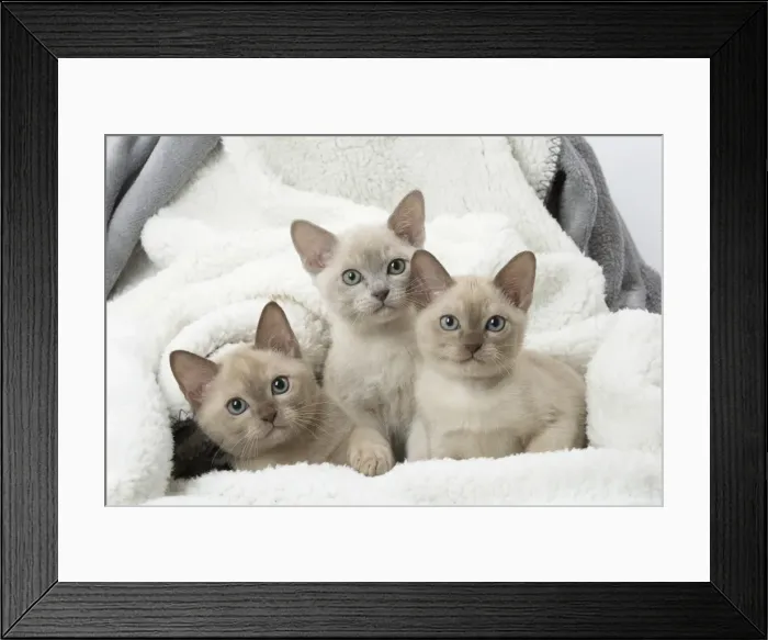 Framed Print : Picture No. 11807939 Framed Print : Picture No. 11807939