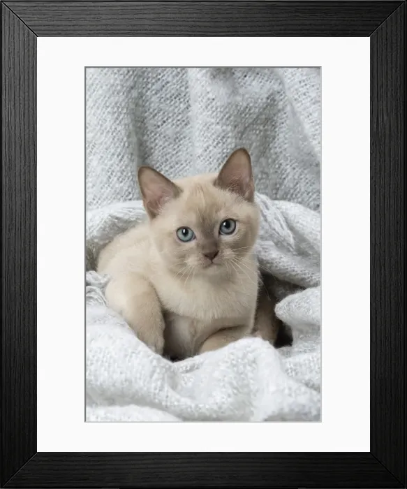 Framed Print : Picture No. 11807940 Framed Print : Picture No. 11807940