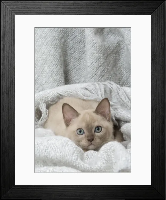 Framed Print : Picture No. 11807941 Framed Print : Picture No. 11807941