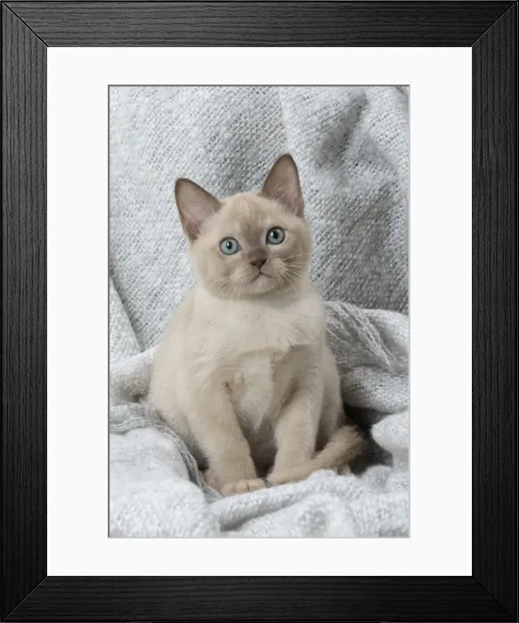 Framed Print : Picture No. 11807942 Framed Print : Picture No. 11807942